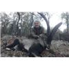 Image 3 : Beceite Ibex for Two Hunters - Includes Trophy Fees