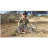 Image 2 : Coues Deer Archery/Crossbow Adventure in Sonora Mexico for One Hunter and one Observer