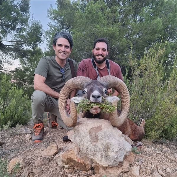 Iberian Mouflon Sheep in Northern Spain  3-day hunting trip for 1 hunter and 1 Observer