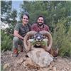 Image 1 : Iberian Mouflon Sheep in Northern Spain  3-day hunting trip for 1 hunter and 1 Observer