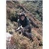 Image 2 : Iberian Mouflon Sheep in Northern Spain  3-day hunting trip for 1 hunter and 1 Observer