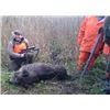 Image 1 : Wild Boar Hunting in Poland