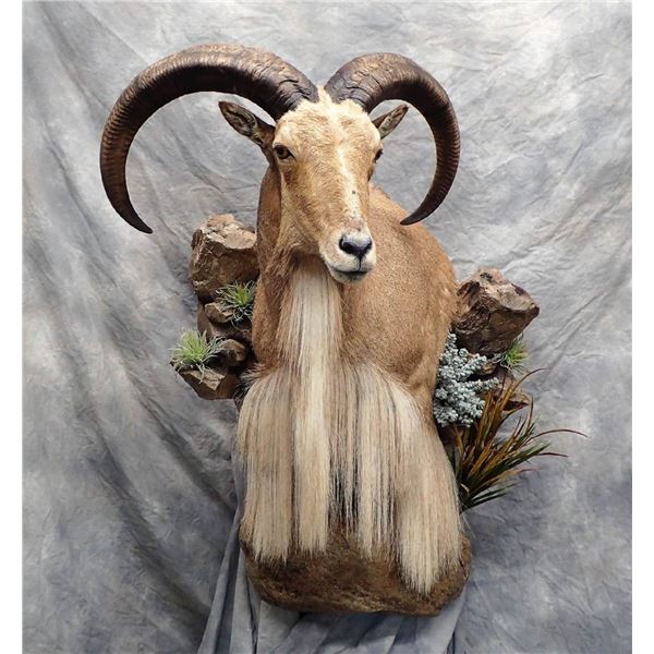 $1,000 Credit from Christy Martin and Martin's Taxidermy