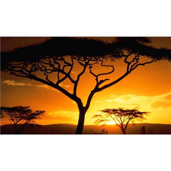 9 Day Safari 2 Hunters 4 Animals each, Night Hunting and 1 Day Sightseeing/Zipline or Wingshooting