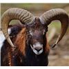 Image 1 : Free Range Iberian Mouflon Sheep