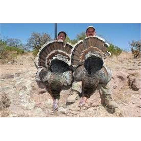 Gould's Turkey Hunt for 2 Hunters in Sonora, Mexico