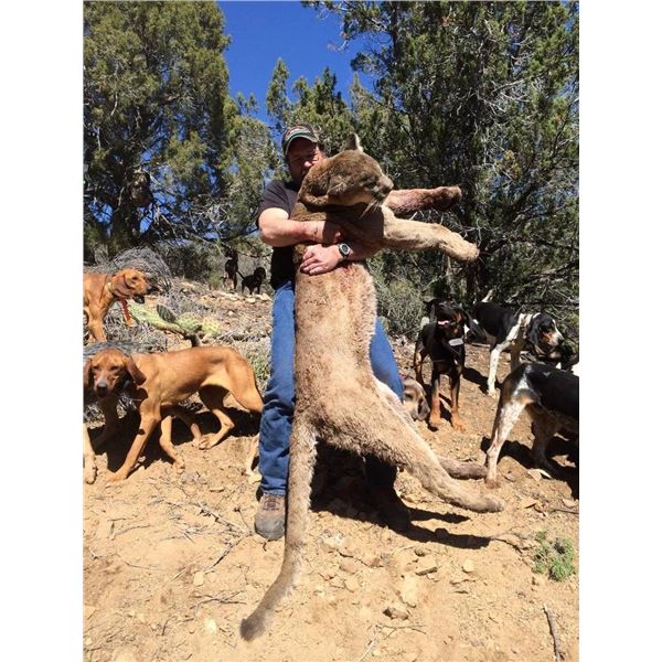 Mountain Lion Hunt with Hounds