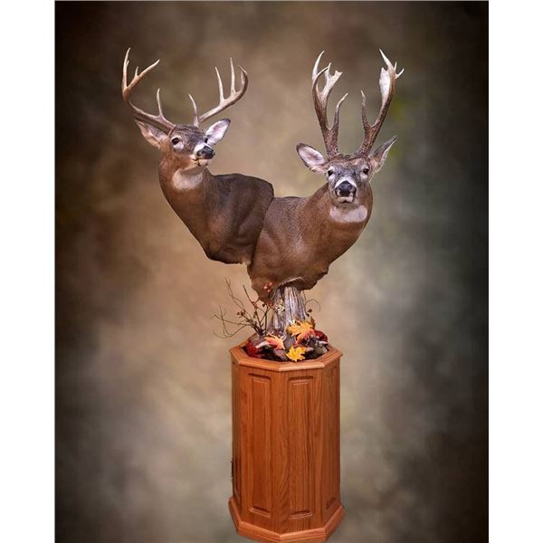 $1,000.00 Taxidermy Credit Toward a minimum of 2 shoulder mounts or 1 lifesize