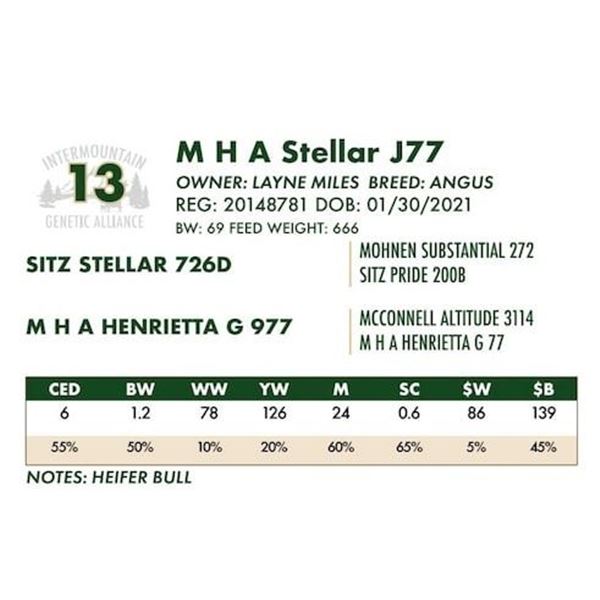 M H A Stellar J77