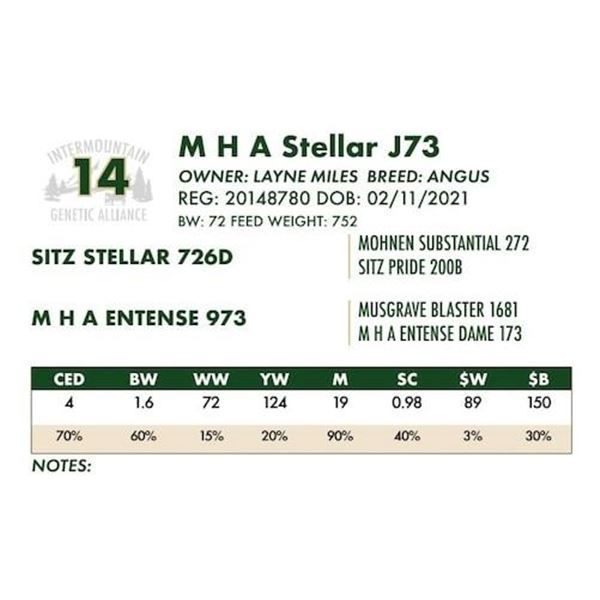 M H A Stellar J73