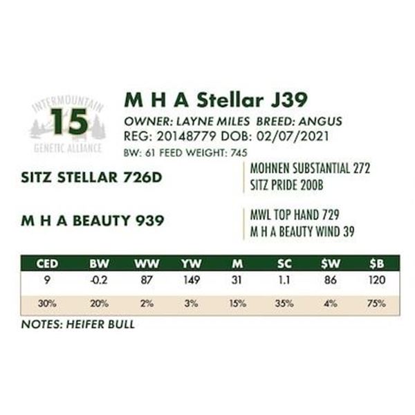 M H A Stellar J39