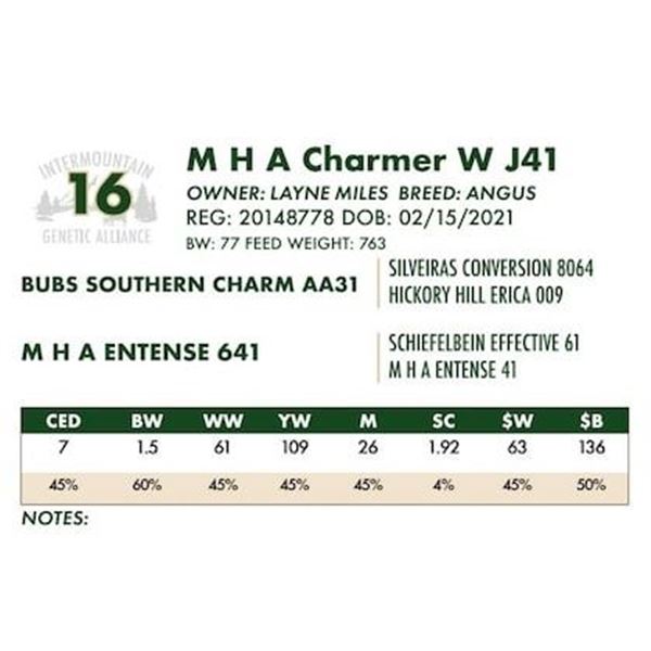 M H A Charmer W J41