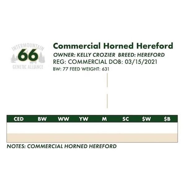 Commercial Horned Hereford
