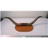 Image 1 : Mounted horns 31" spread (1 horn needs repair)