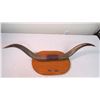 Image 2 : Mounted horns 31" spread (1 horn needs repair)