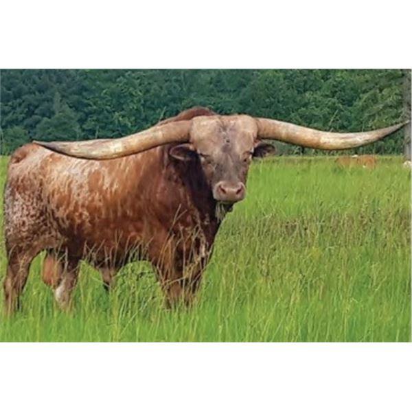 FIFTY-FIFTY BCB SEMEN