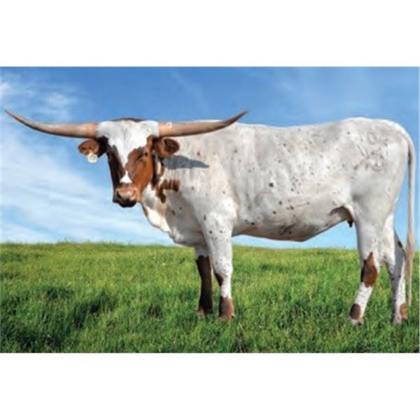 KDK PLAYBOY’S GLIMMER