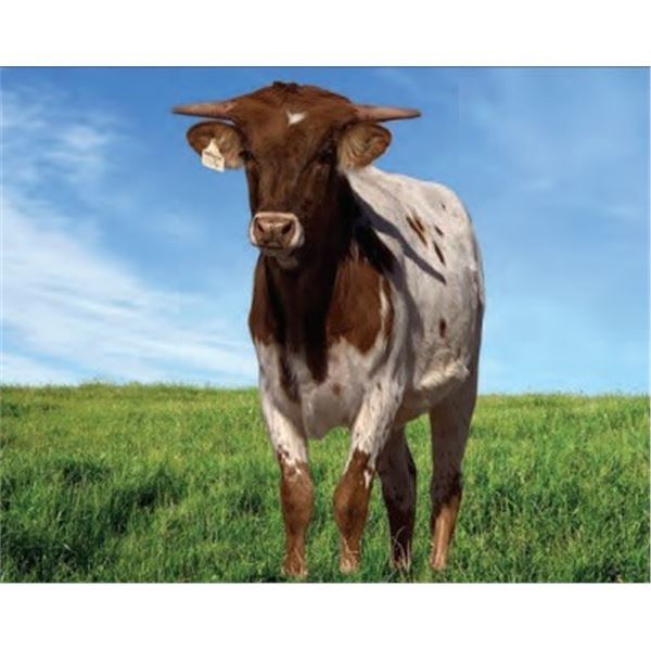 DH ROWDY’S FORTUNE