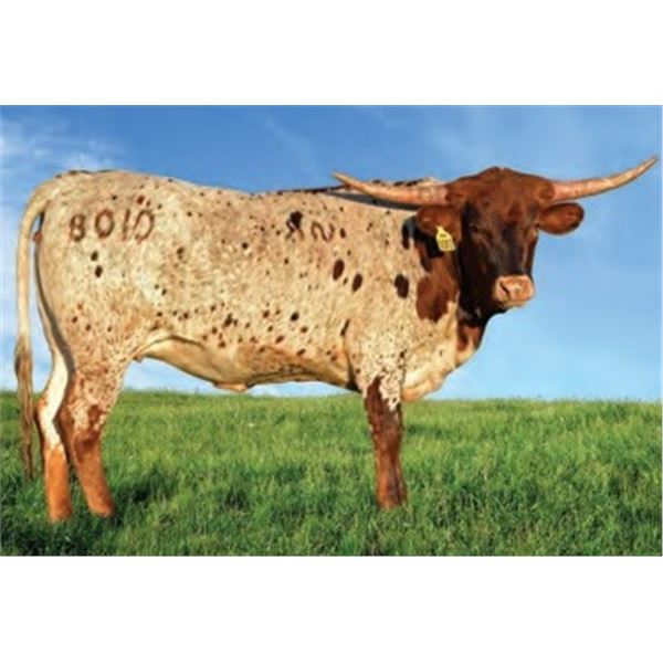 SR CLOUT’S SAPPHIRE 0108