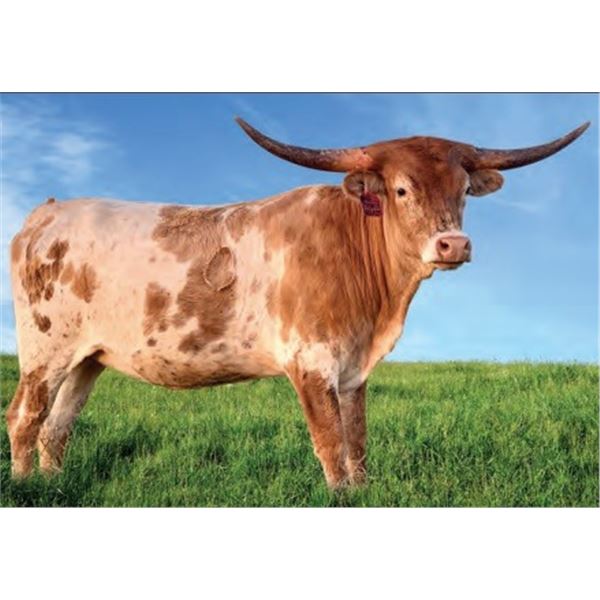 DH ROWDY’S TREASURE