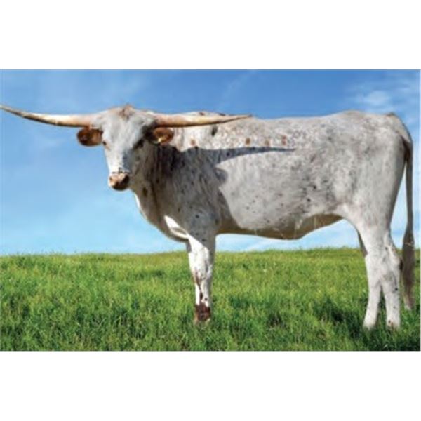 SCRATCH - KDK LUCKY DUCKY