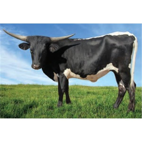 BLACK HILLS COWGIRL CPL