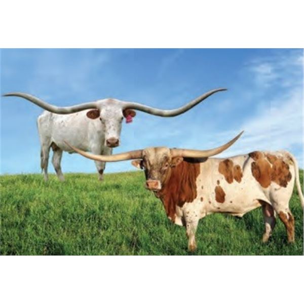 ROWDY HR X MISS JULIETT EMBRYO