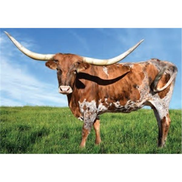 D/O AXMANS BRINDLE LADY