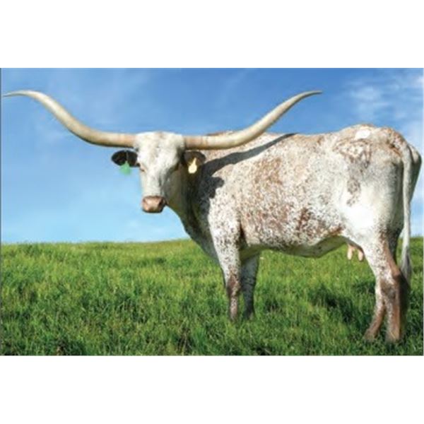 SH CACTUS RATTLER 72/9