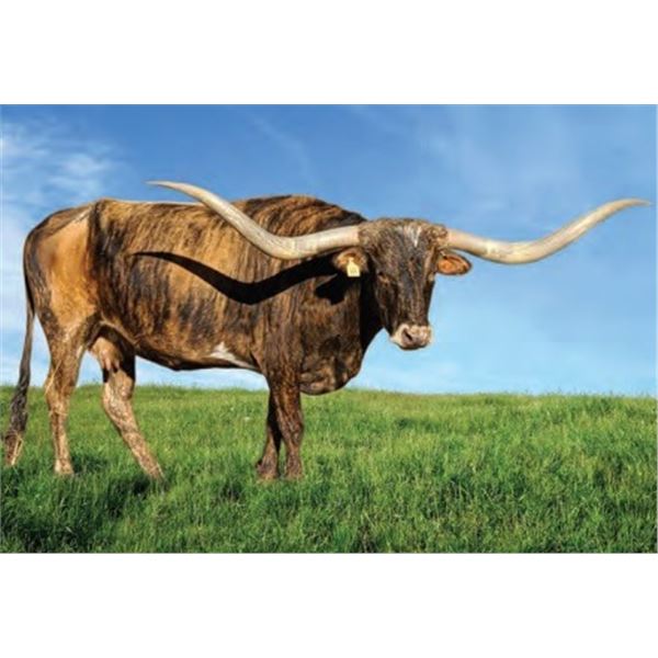 BL SAFARI LITTLE BIT 286