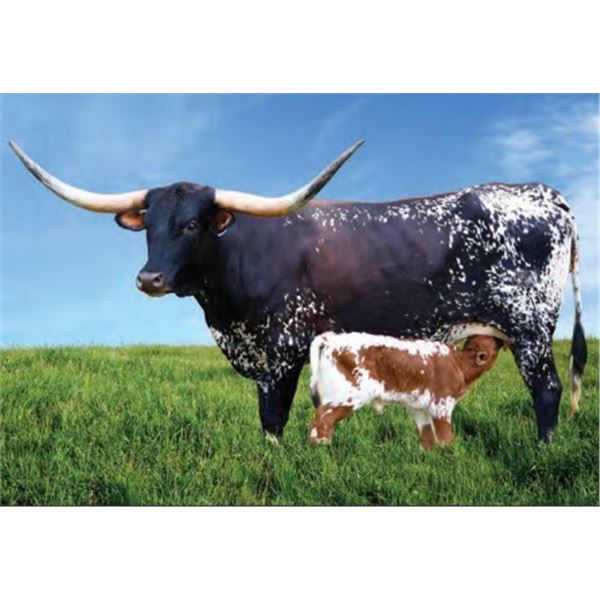 BCR SUPREME GLORY 836