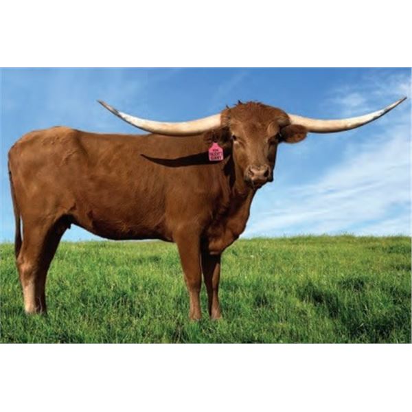 KDK VALIANT’S GINNY