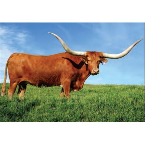 FR CATCHIT’S KATIE