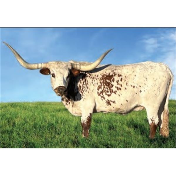 MONEY IN THE BANK BCB