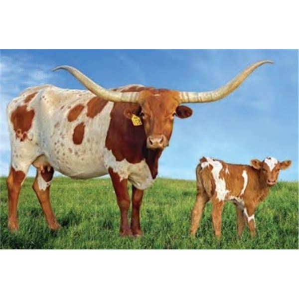 SR 007’S ROYAL FLUSH 529