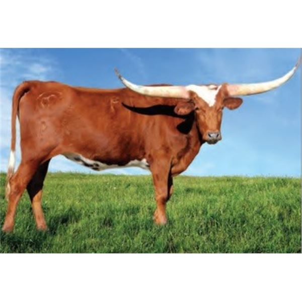 CRISTAL DIVA SH 19/9