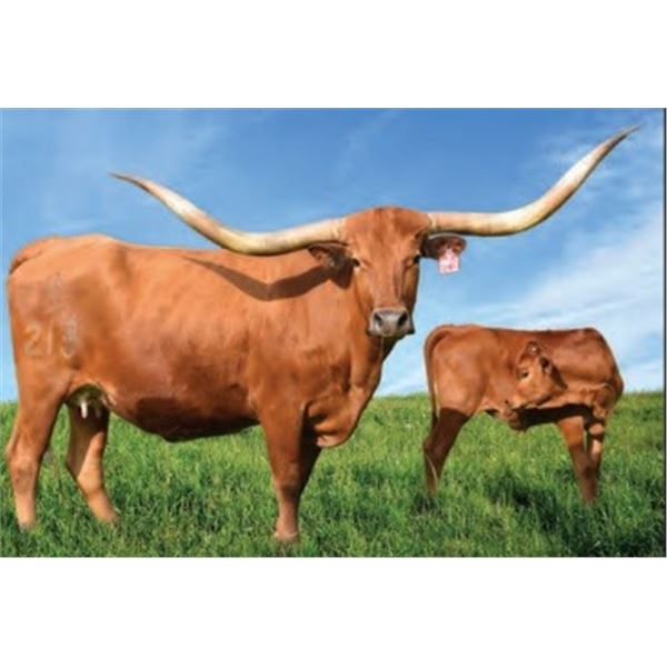 ANNABELLE’S ACE CB