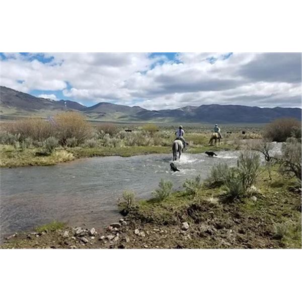 Paradise Valley Squirrel Hunt