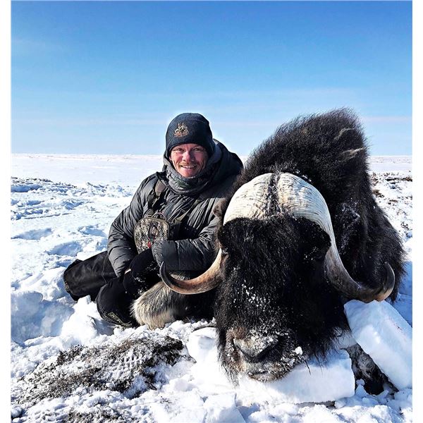 Musk Ox Hunt