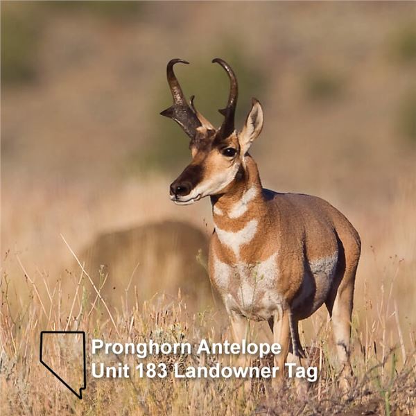 Nevada Unit 183 Antelope Tag