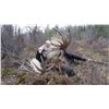 Image 3 : Your Choice - Fannin or Moose Hunt with Blackstone Outfitters