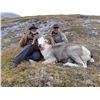 Image 7 : Your Choice - Fannin or Moose Hunt with Blackstone Outfitters