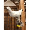 Image 1 : Taxidermy Bird - White Pigeon- approx. 19in x 11 1/2in
