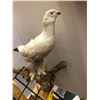 Image 2 : Taxidermy Bird - White Pigeon- approx. 19in x 11 1/2in