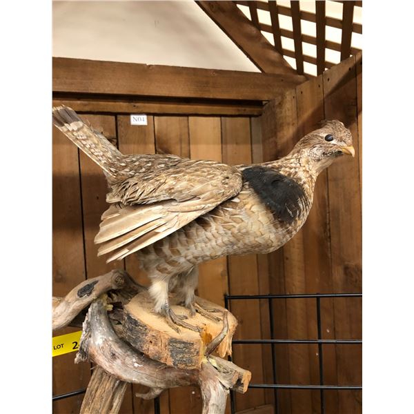 Taxidermy Ruffled Grouse - approx. 24in x 37in