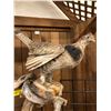 Image 1 : Taxidermy Ruffled Grouse - approx. 24in x 37in