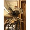 Image 2 : Taxidermy Ruffled Grouse - approx. 24in x 37in