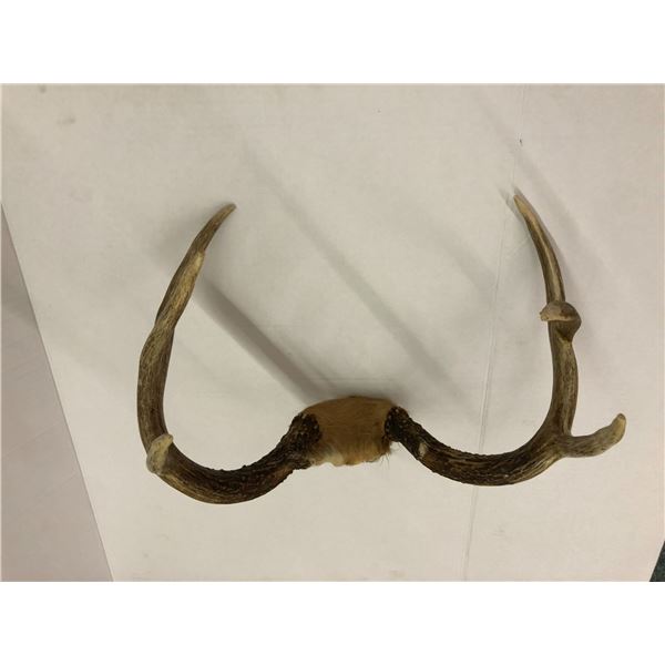 Set of Horns - 15in x 11in