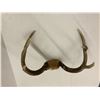 Image 1 : Set of Horns - 15in x 11in