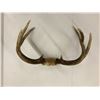 Image 2 : Set of Horns - 15in x 11in